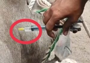 ड्राइवर गोवंश को 5ml एनेस्थीसिया इंजेक्शन लगाता हुआ – नरसिंहपुर इंजेक्शन कांड की वायरल तस्वीर