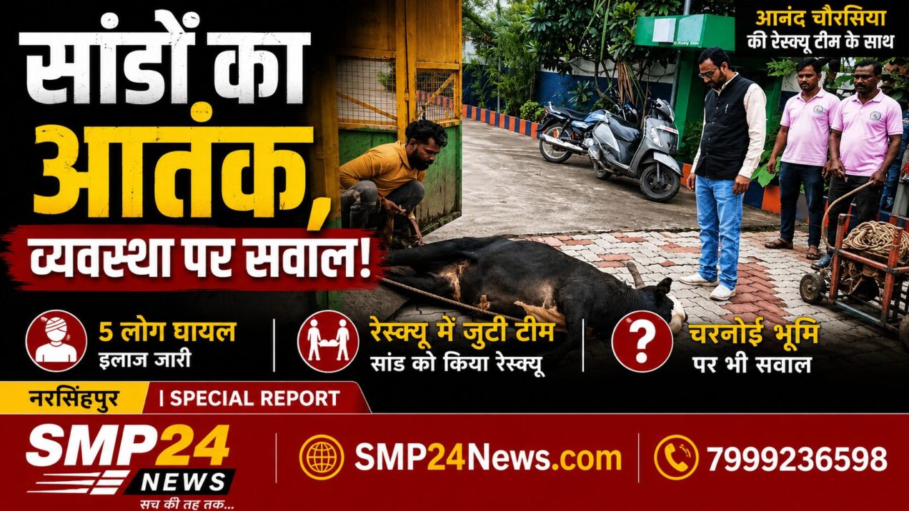 नरसिंहपुर में सांडों के आतंक के बीच आनंद चौरसिया की रेस्क्यू टीम सांड का रेस्क्यू करती हुई